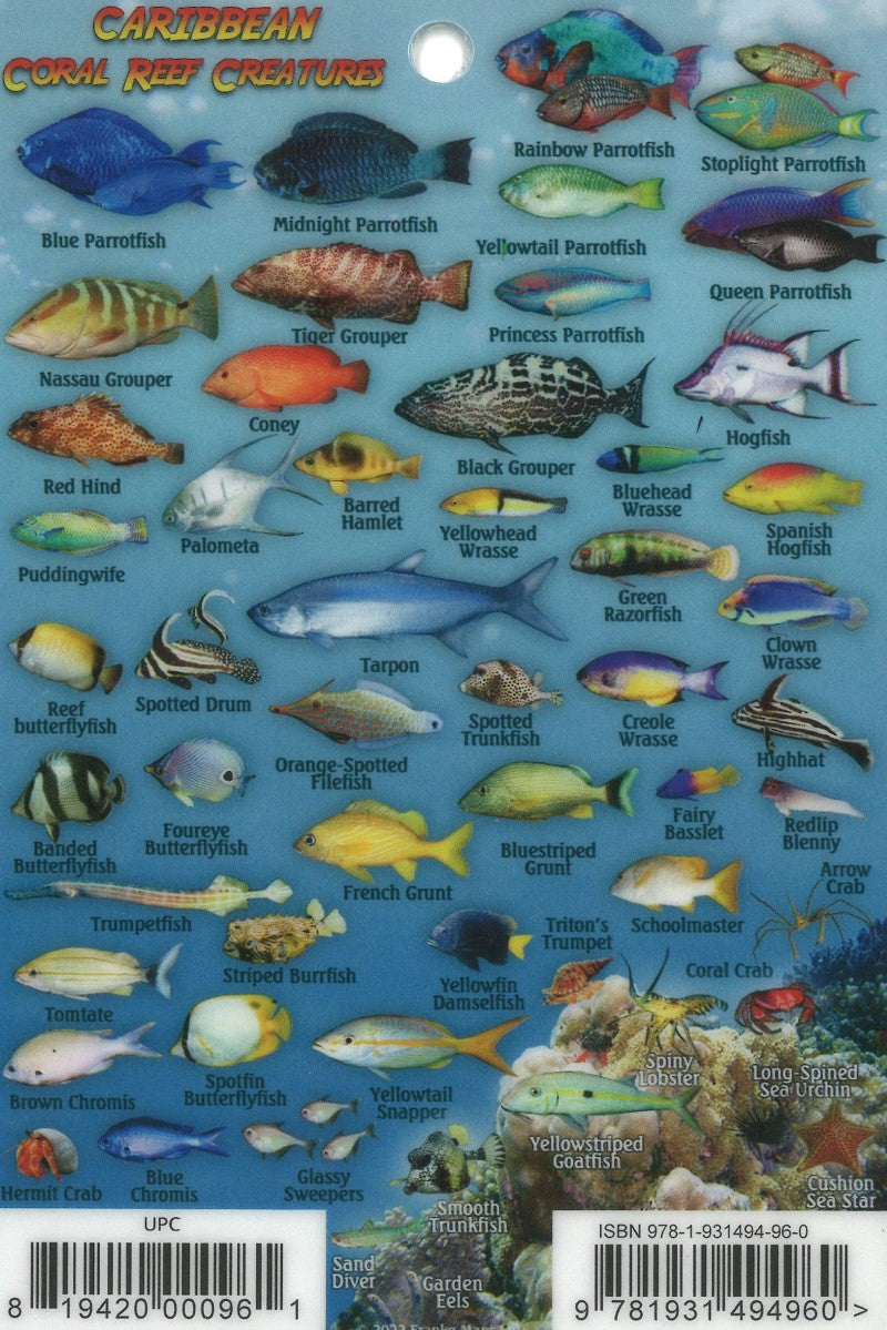 Franko's Caribbean reef creatures guide