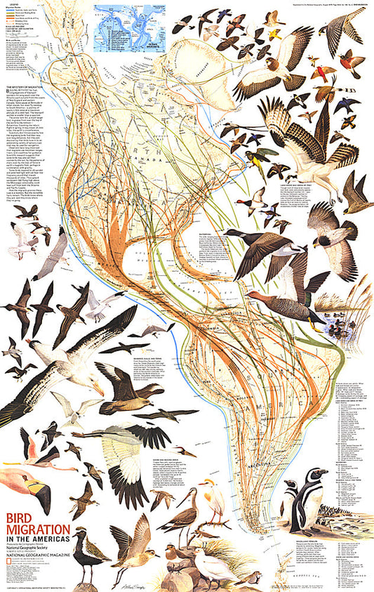 1979 Bird Migration in the Americas Map