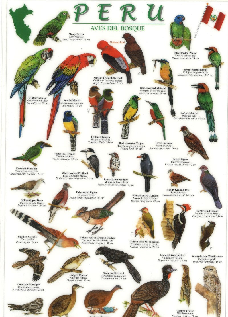 Peru, Birds of the Forest