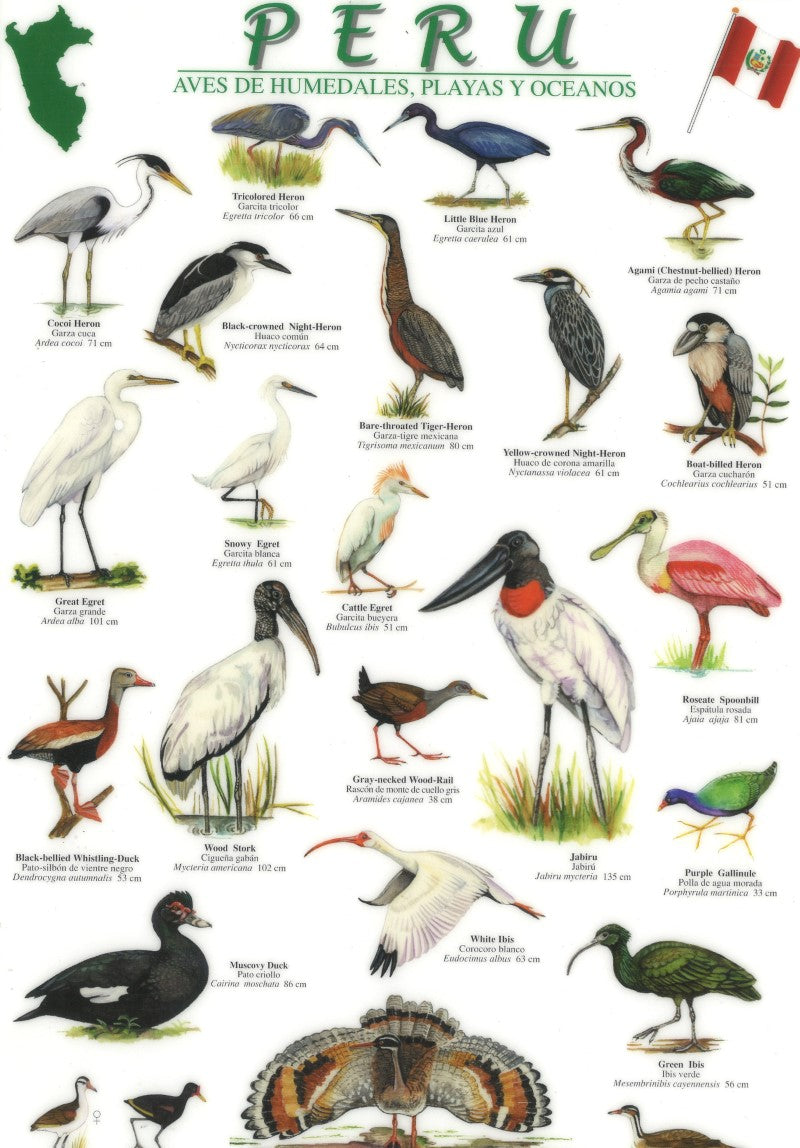 Peru, Birds of the Wetlands, Beaches and Oceans