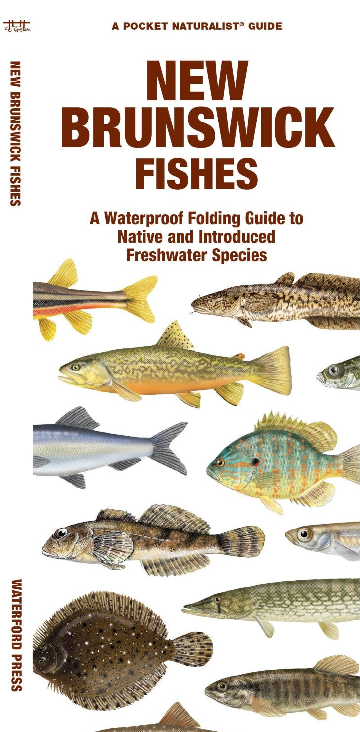 New Brunswick Fishes: A Folded Guide