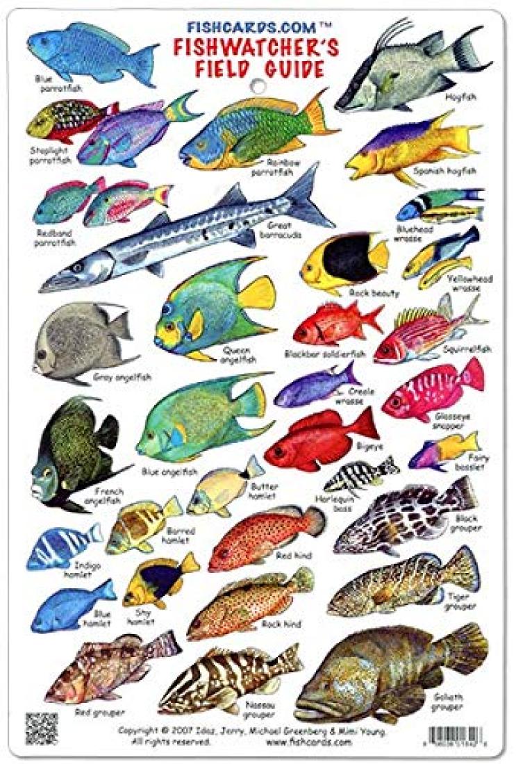 Great Barrier Reef: Fishwatcher's Field Guide – Longitude Maps
