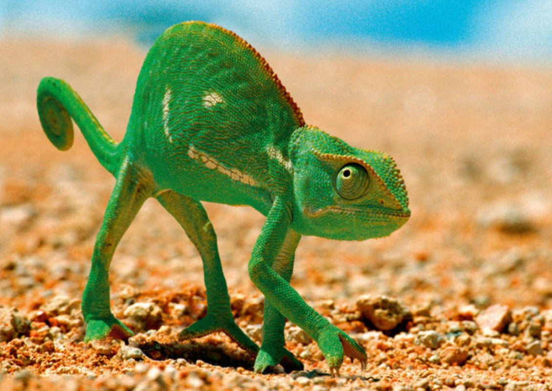 Chameleon 3D Postcard