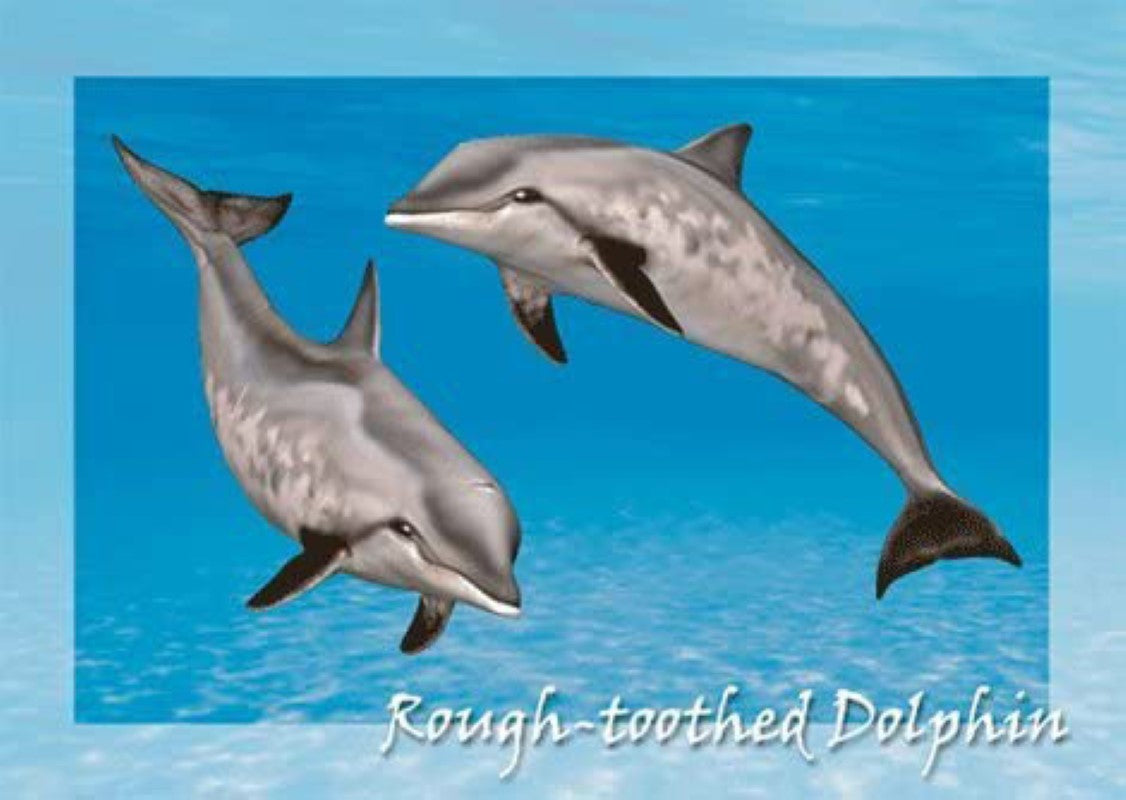 Rough Toothed Dolphin 3D Postcard