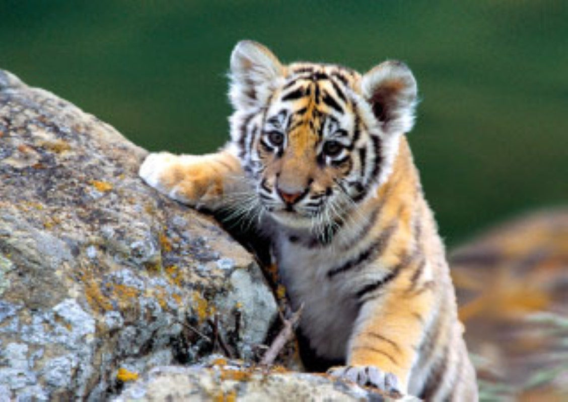 Siberian Tiger Cub 3D Postcard