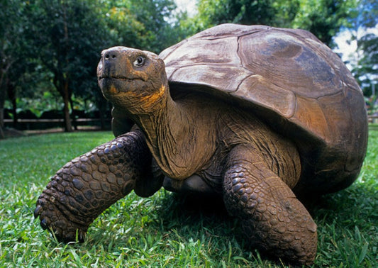 Galapagos Tortoise 3D Postcard