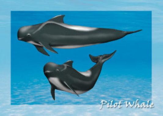 Pilot Whale 3D Postcard