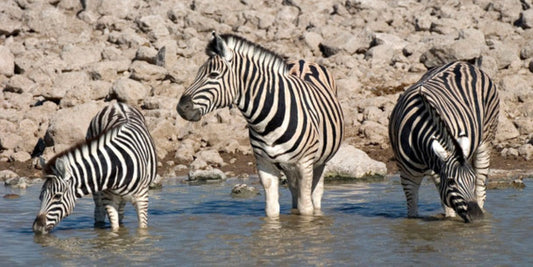 Zebras at Waterhole 3D Postcard