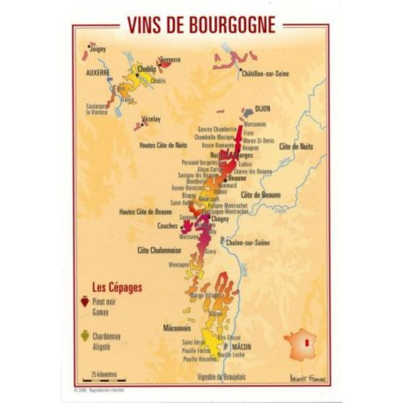 Bourgogne Wine Postcard