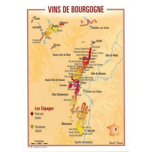 Bourgogne Wine Postcard