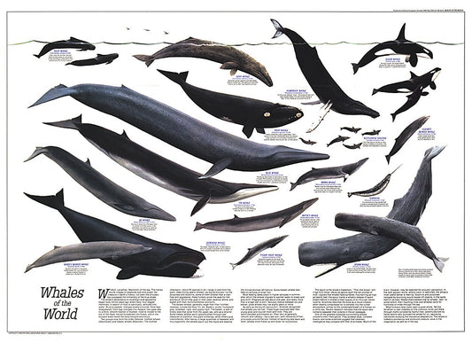 1976 Whales of the World