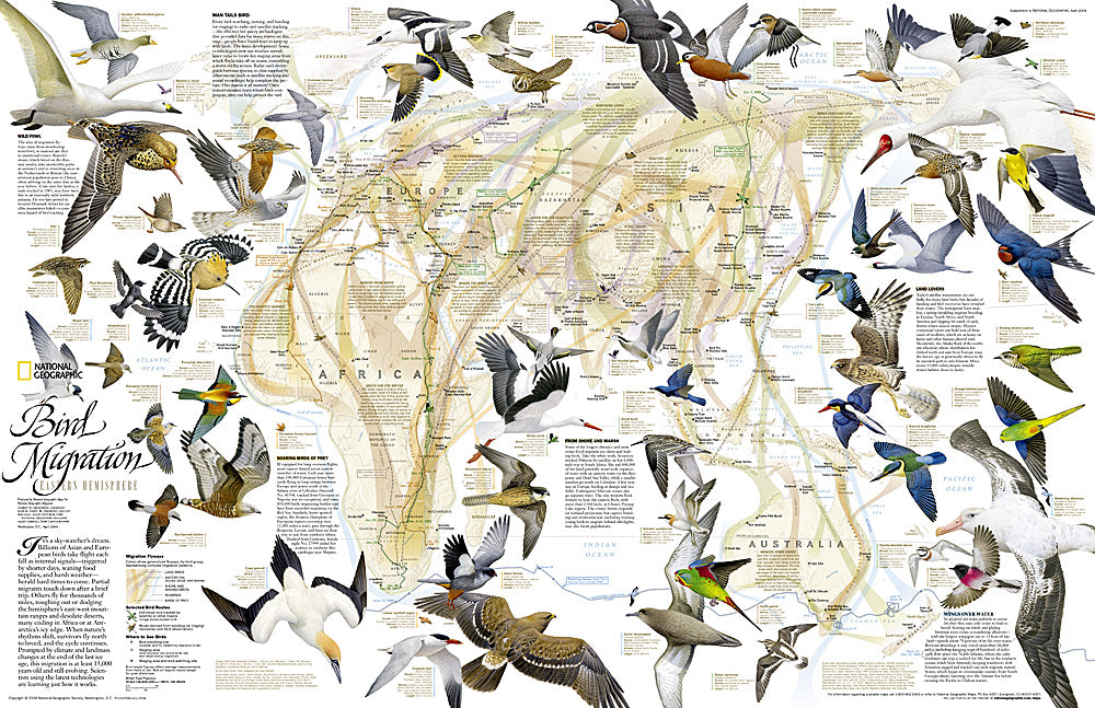 Maps 2004 2004 Bird Migration Eastern Hemisphere Map – Longitude Maps