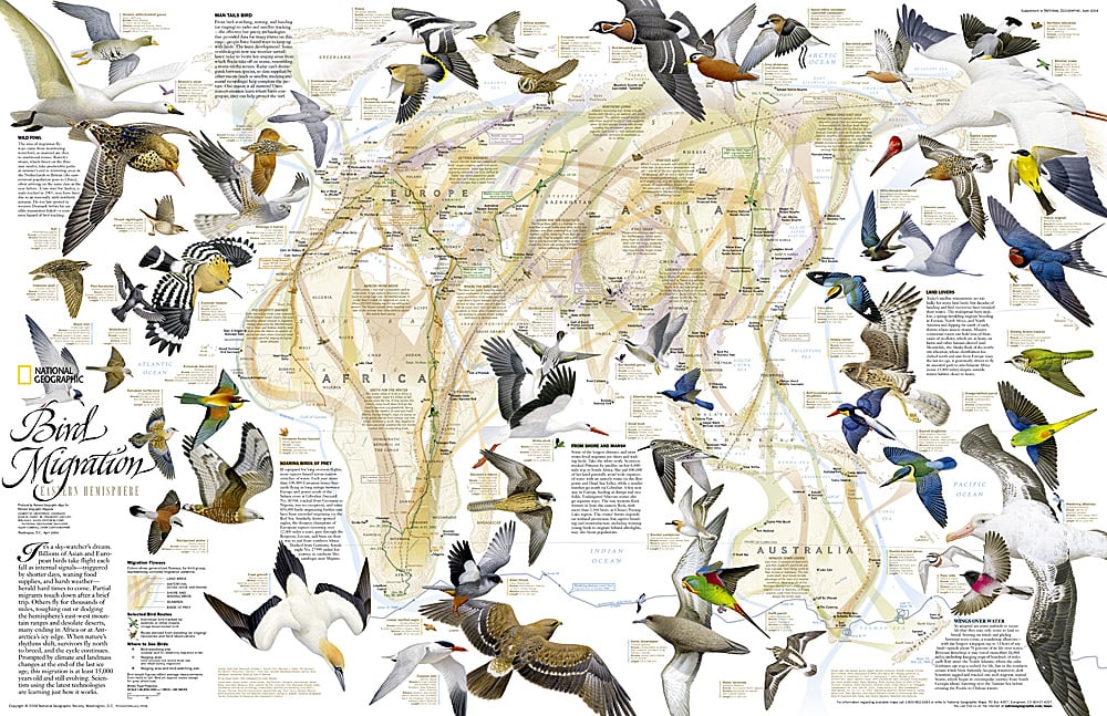 2004 Bird Migration Eastern Hemisphere Map