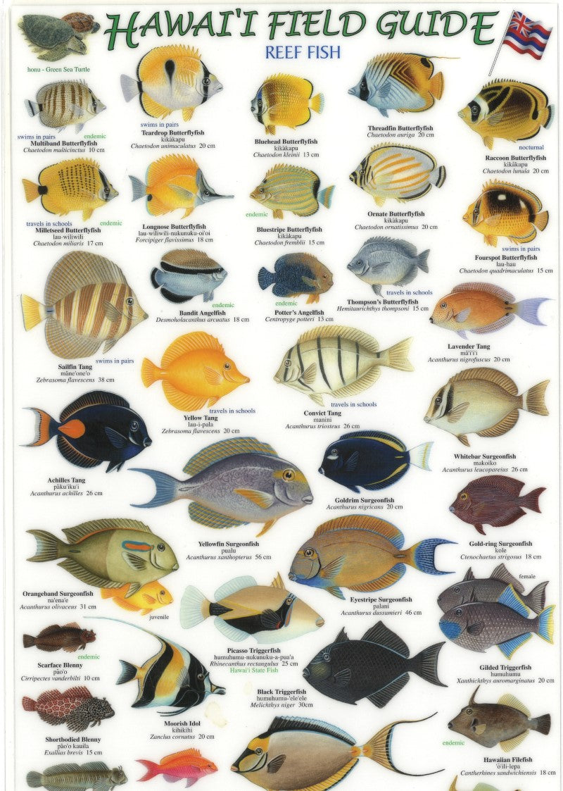 Hawaii Field Guide, Reef Fish