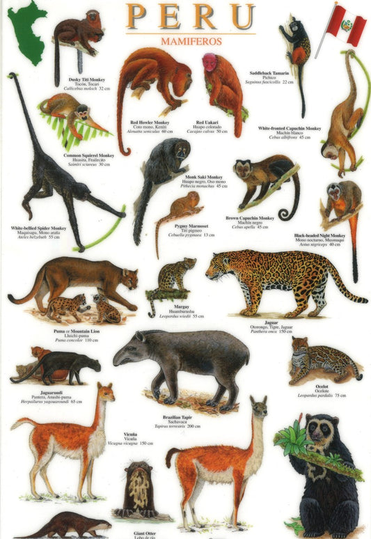 Peru Mammals Guide