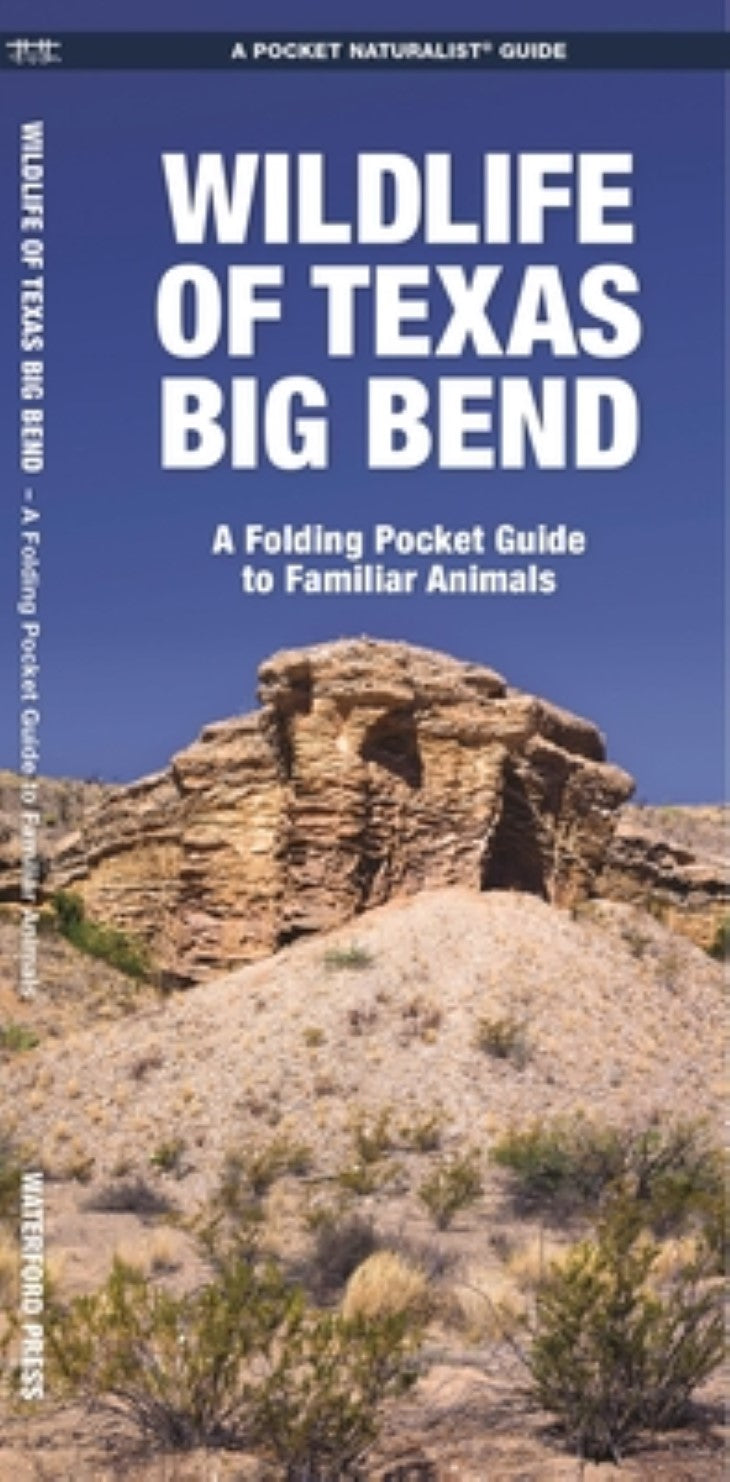 Wildlife Of Texas Big Bend