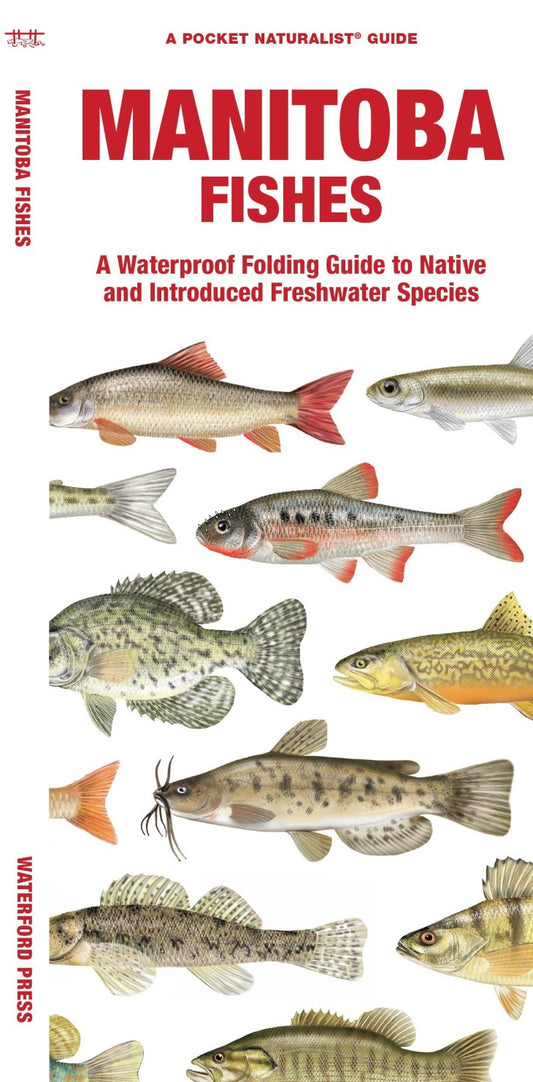 Manitoba Fishes: A Folding Guide