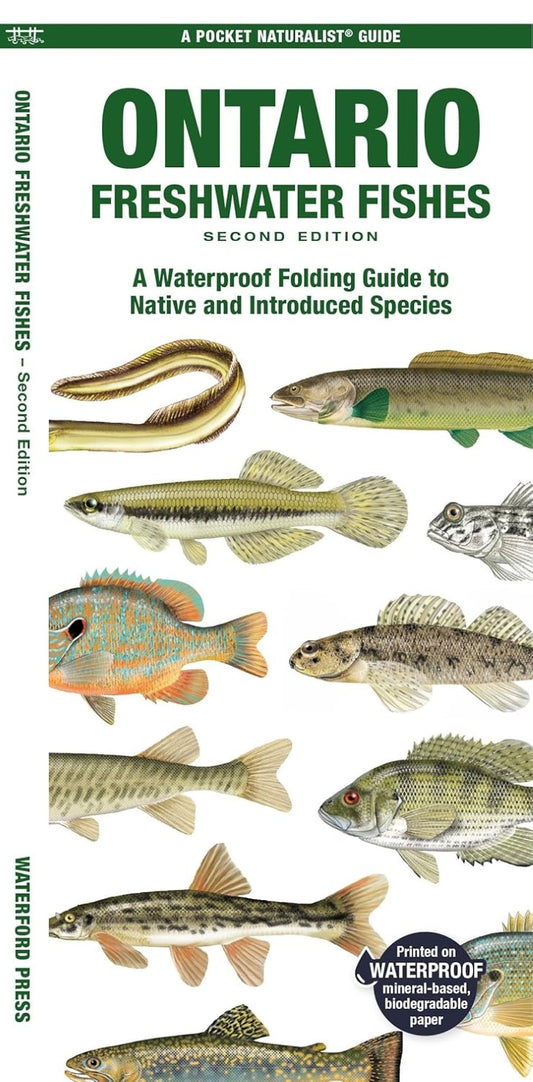Ontario Fishes: A Folding Pocket Guide