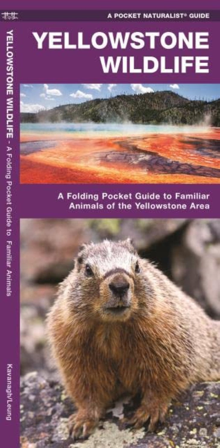 Yellowstone Wildlife A Folded Guide Longitude Maps WDP YELL WILD Large 5abd5a9c C083 41a7 9ef7 