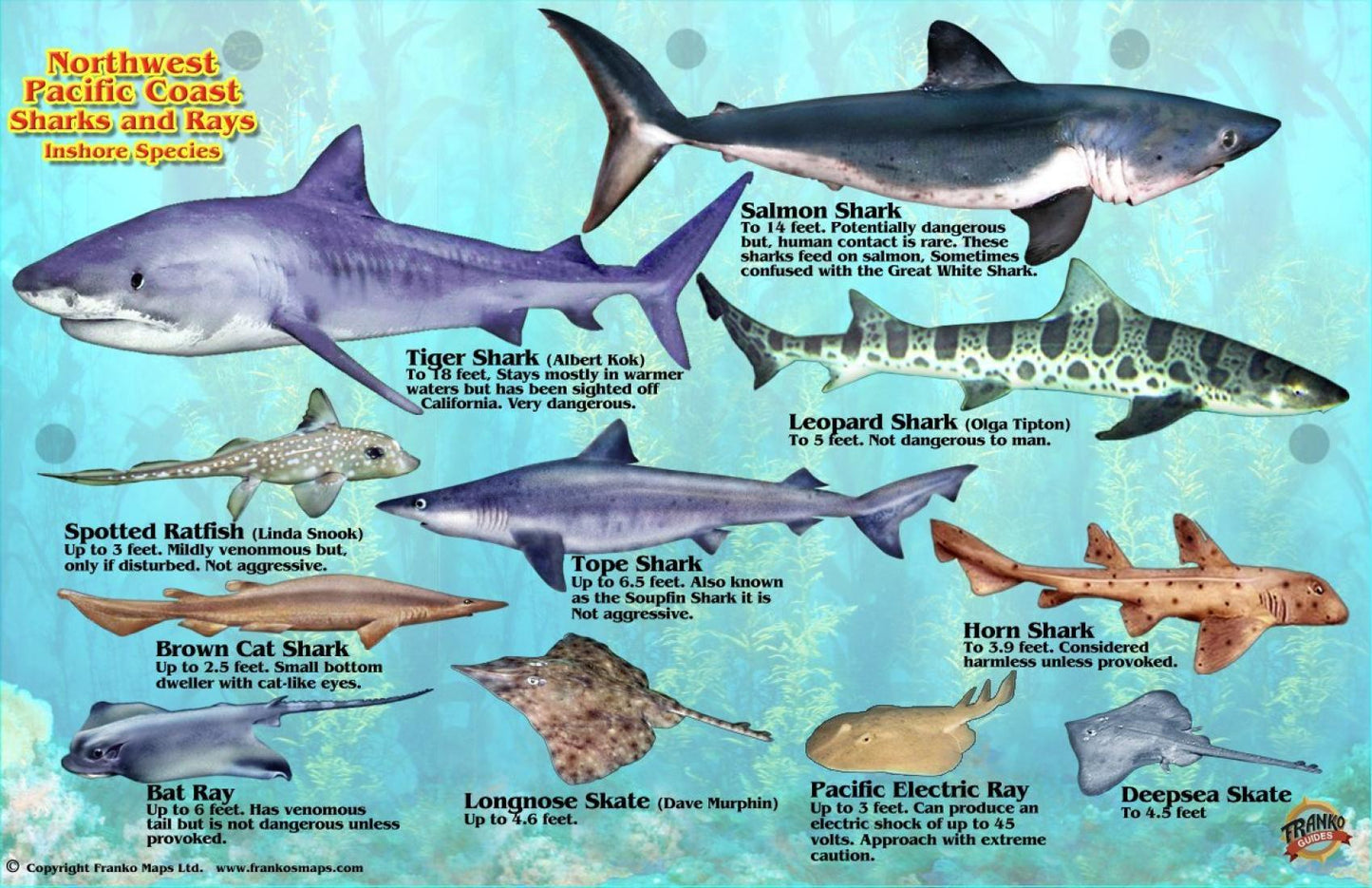 Northwest Pacific Coast Sharks and Rays Offshore Species