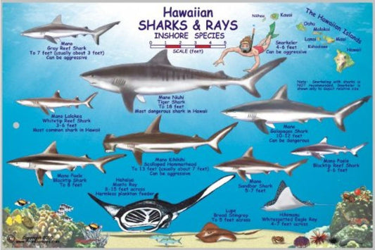 Hawaiian Sharks and Rays Offshore and Inshore Species