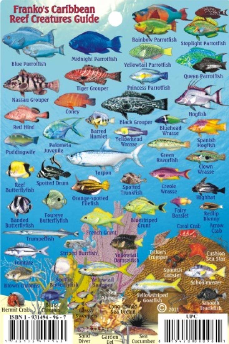 Franko's Caribbean reef creatures guide