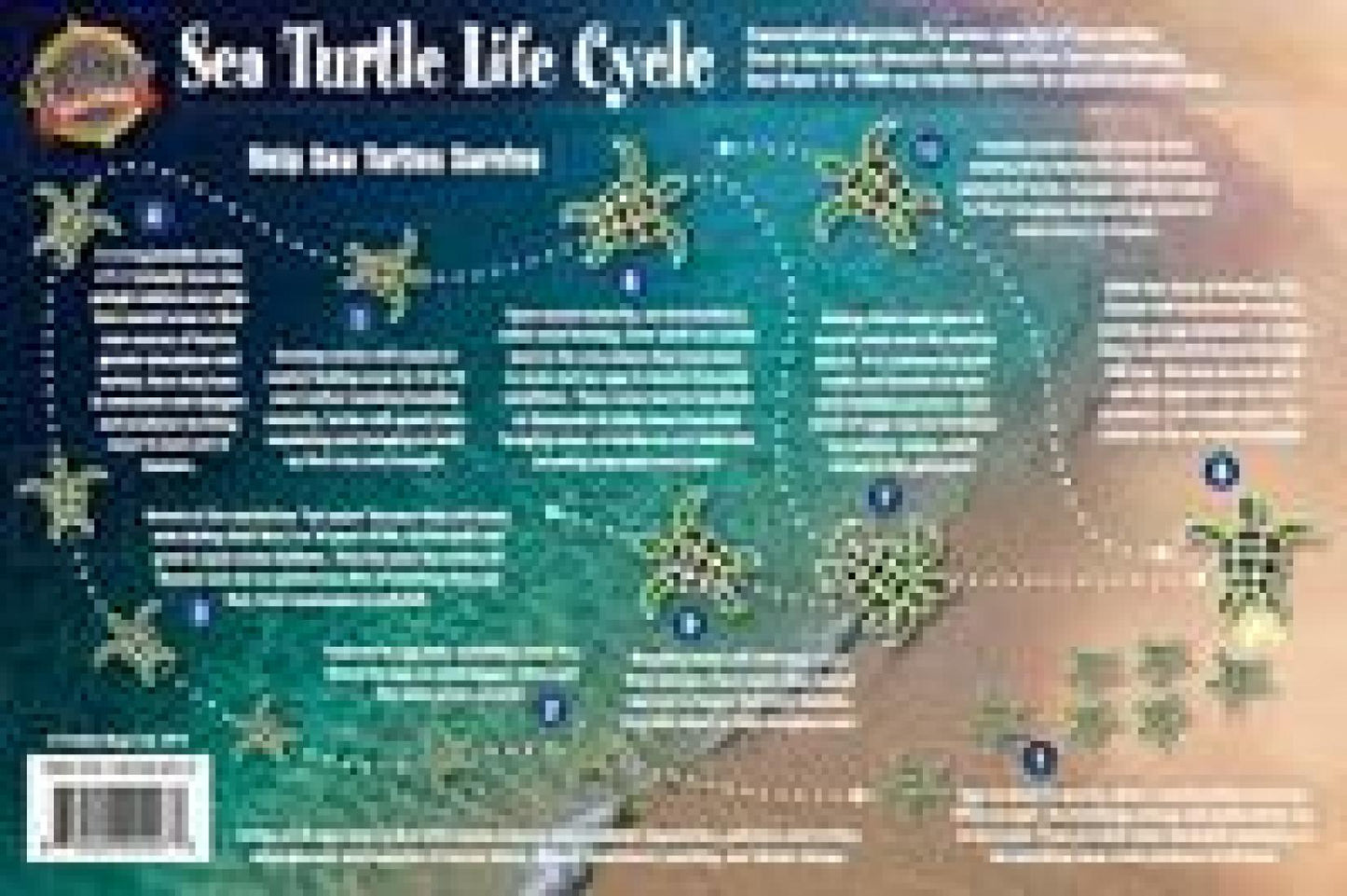 Sea Turtle Life Cycle Laminated Card