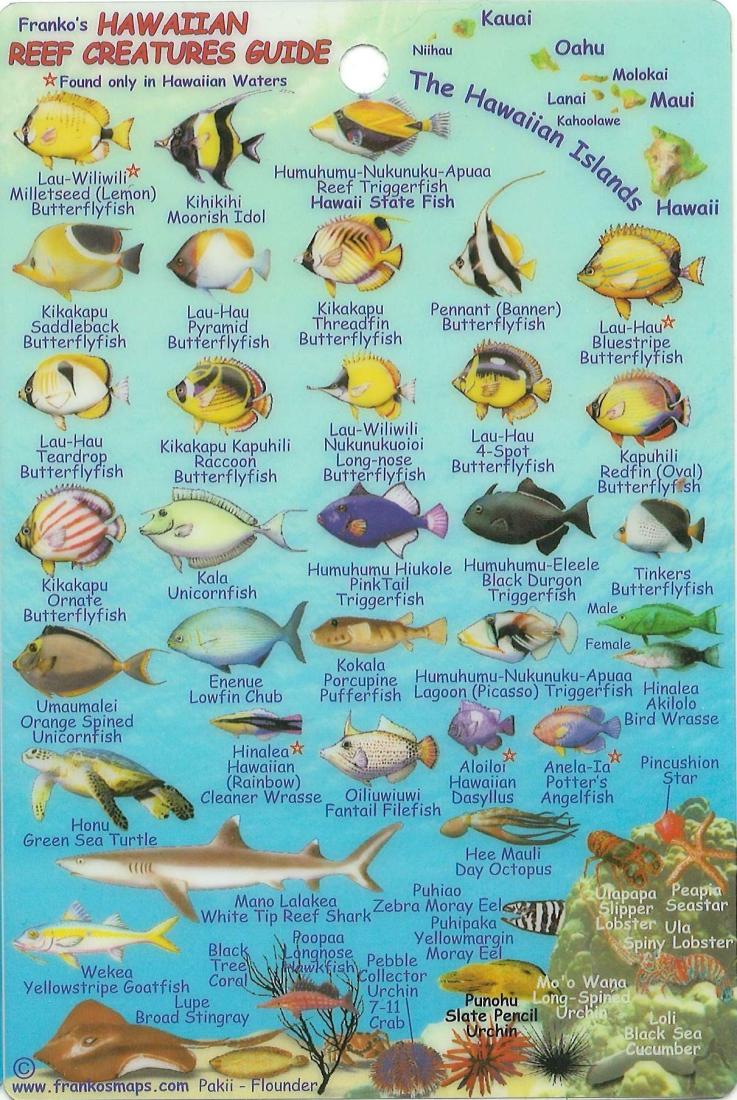 Franko's Hawaiian reef creatures guide