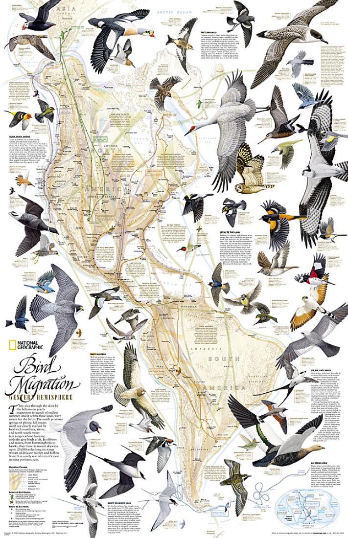 Bird Migration, Western Hemisphere [Laminated]