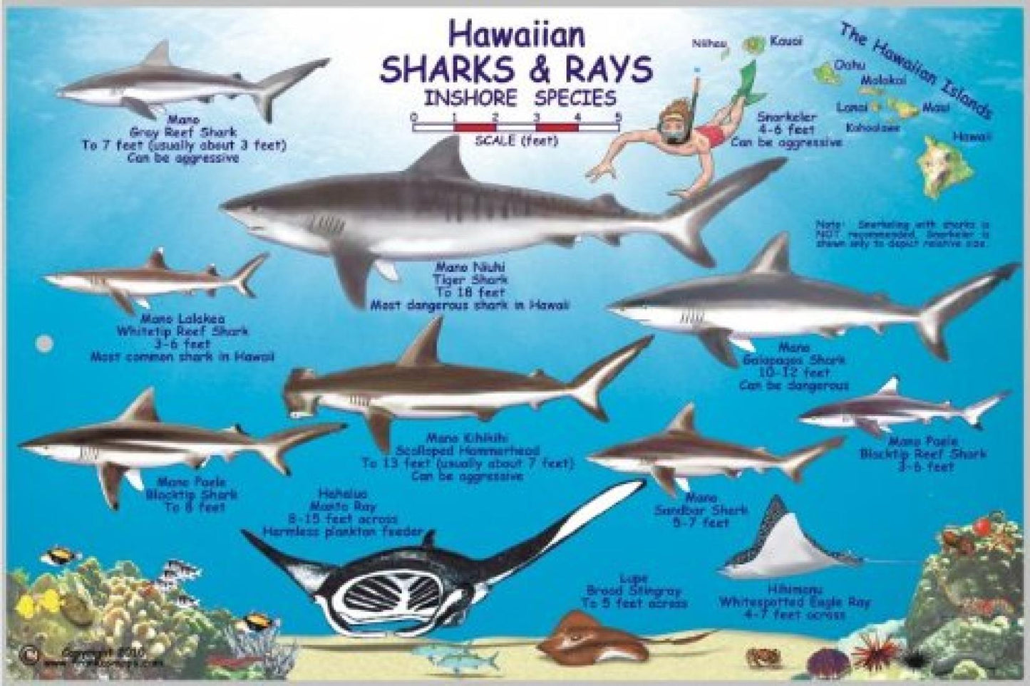 Hawaiian Sharks and Rays Offshore Species