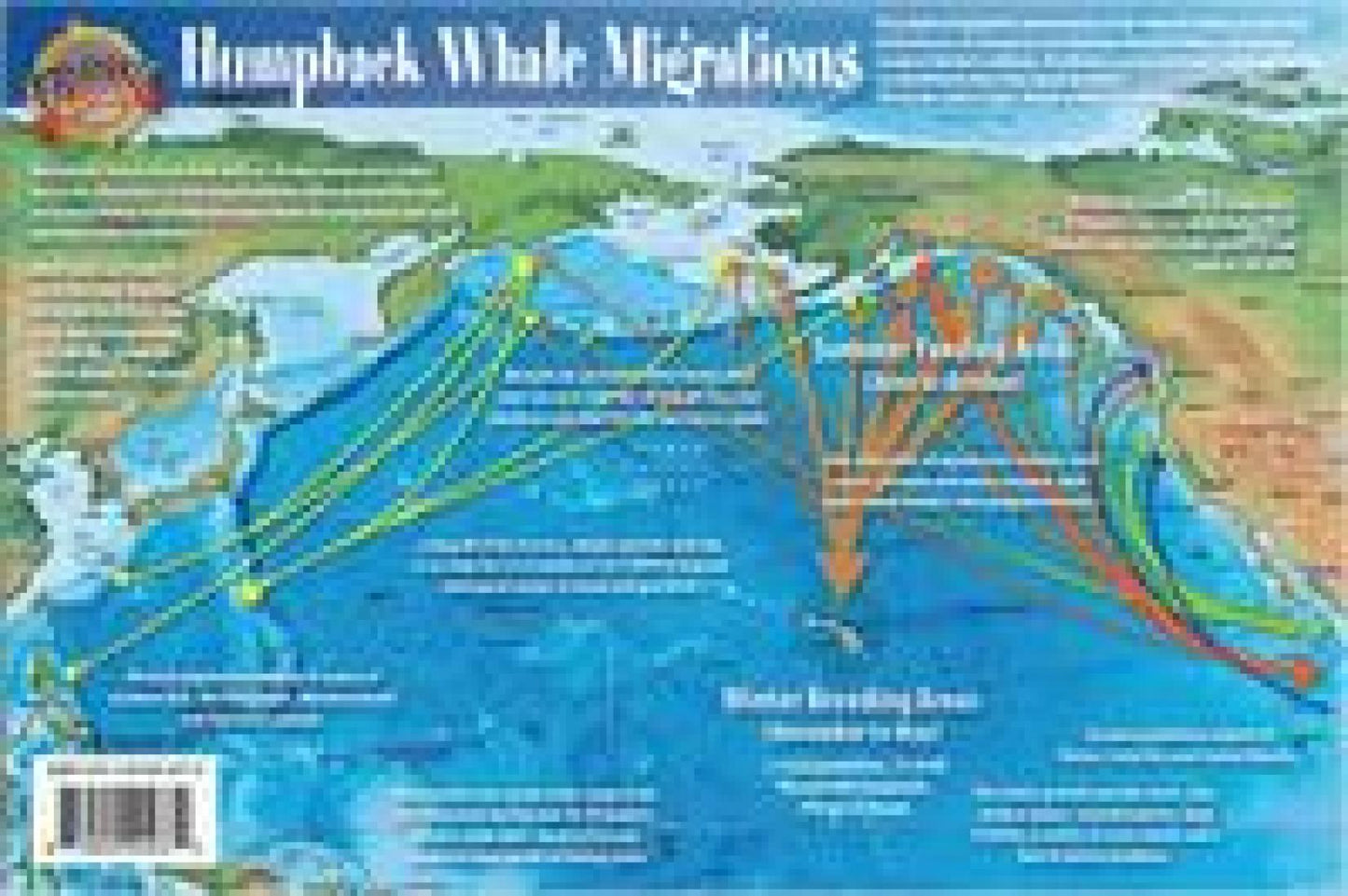 Pacific Humpback Whale Migration and Whale Life Cycles Laminated Card