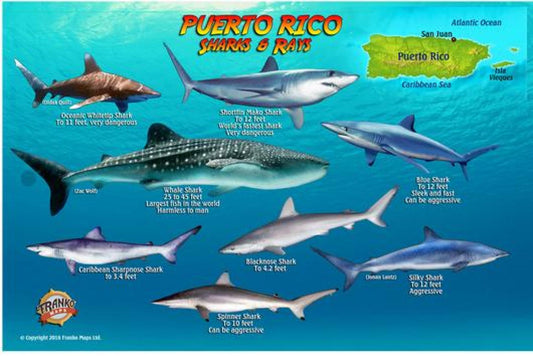 Puerto Rico Sharks & Rays Card