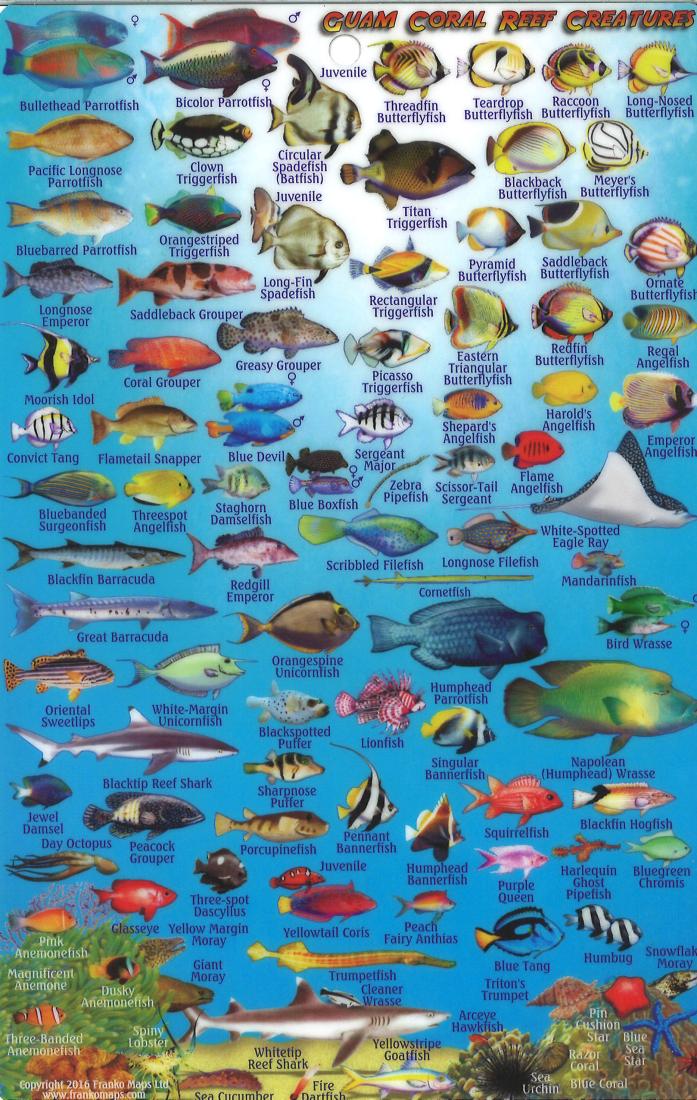 Franko's Guam : U.S.A. : reef creatures identification guide
