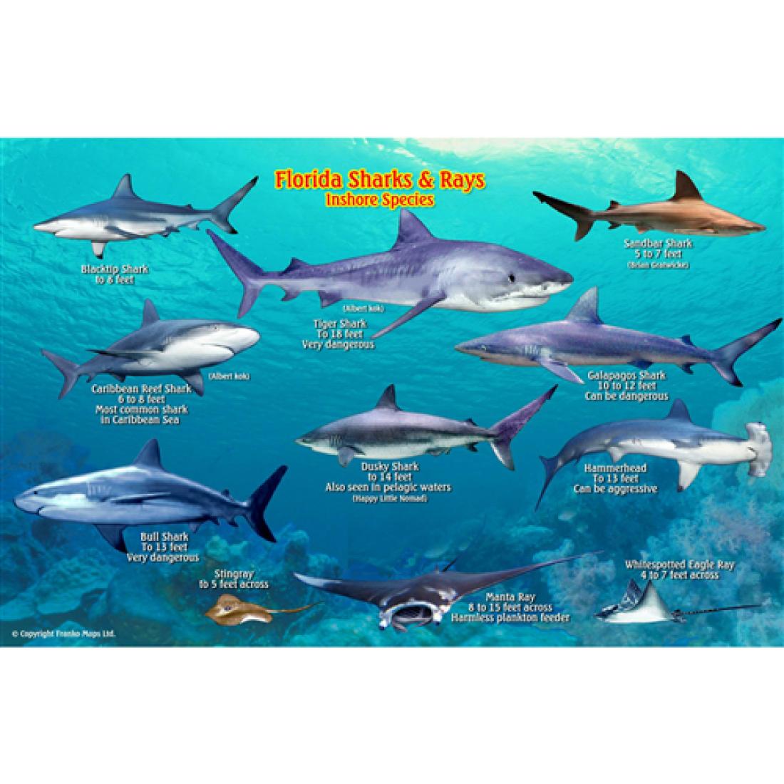 Franko's Florida Sharks and Rays Identification Card
