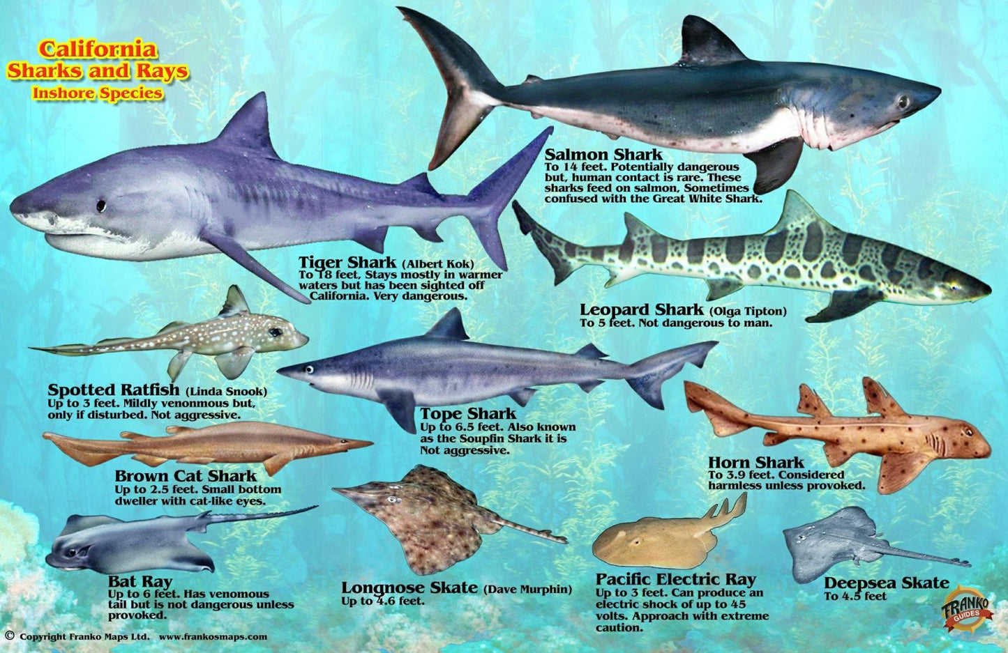 Franko's California Sharks & Rays Identification Card