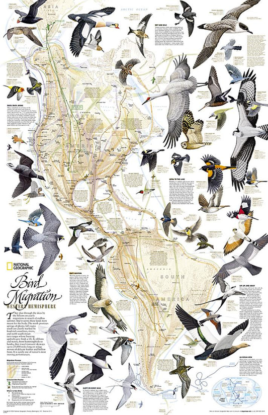 Bird Migration, Western Hemisphere