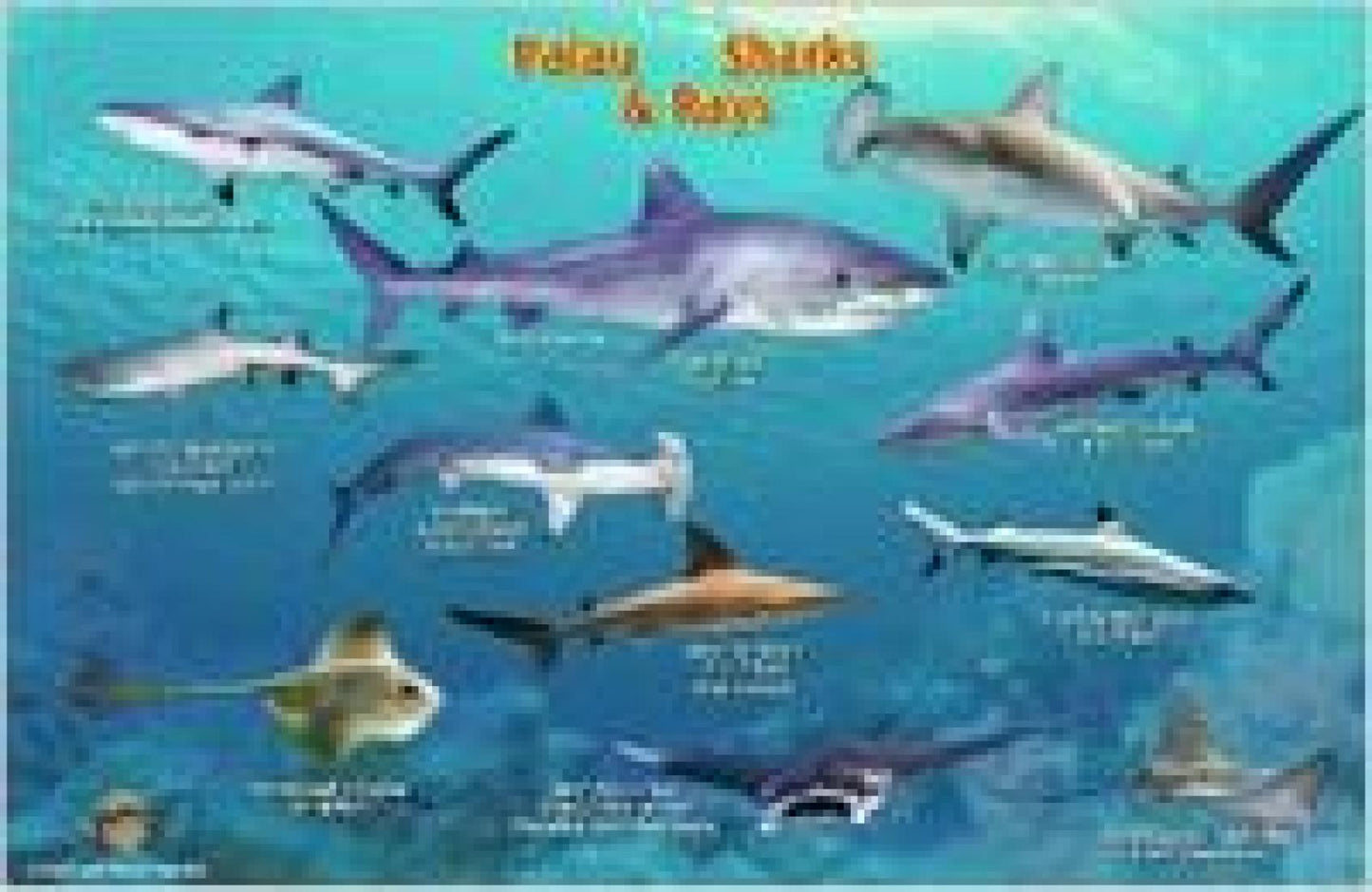 Palau Sharks & Rays Card