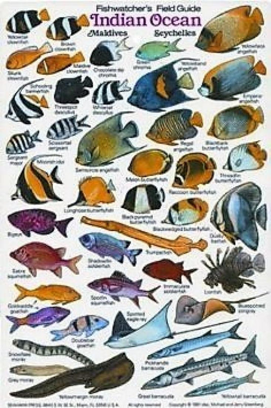 Indian Ocean: Fishwatcher's Field Guide