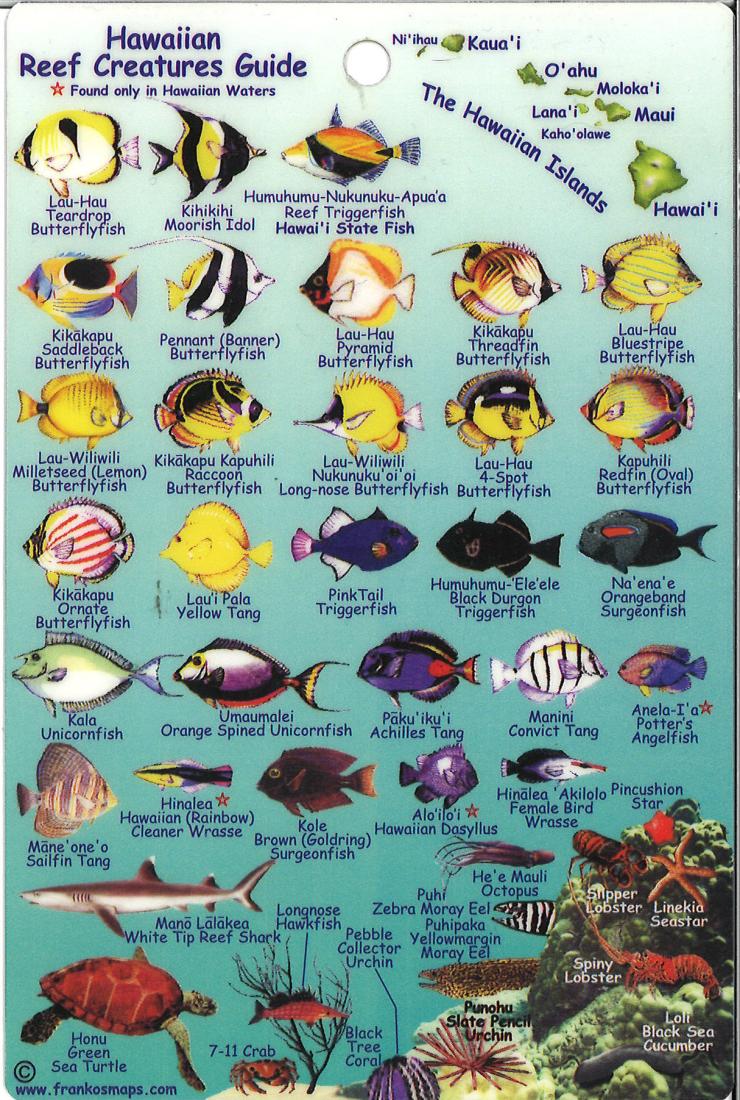 Hawaiian Reef Creatures Guide