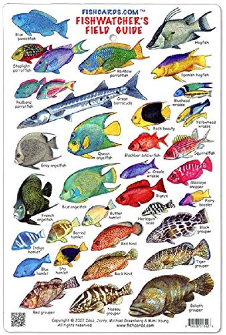 Great Barrier Reef: Fishwatcher's Field Guide