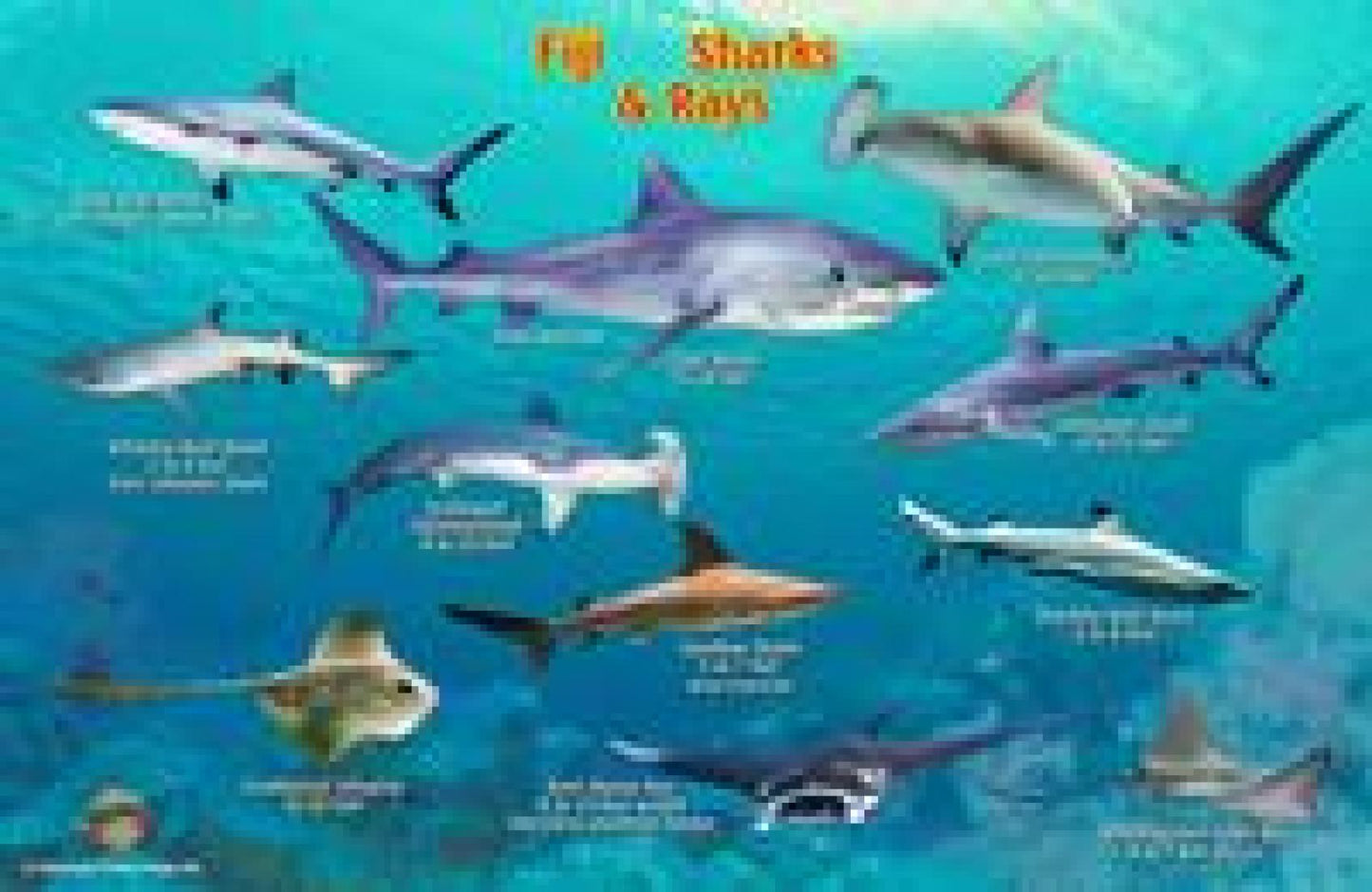 Franko's Fiji Sharks & Rays Identification Card