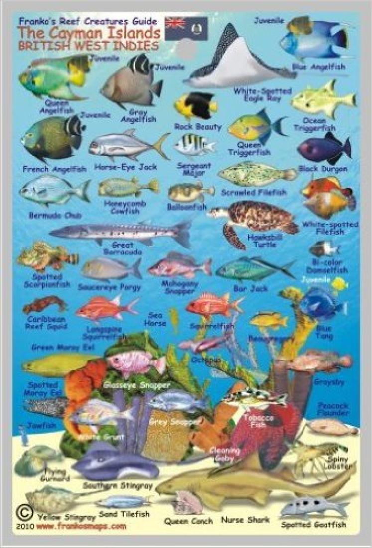 Caribbean Fish Card, Cayman Islands Mini 2010