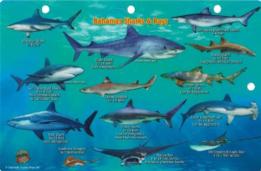 Bahamas Sharks & Rays